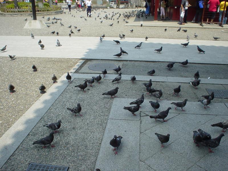pigeons