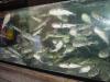 These live fish occupy a restaurant's window.