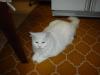 This is Cheri, the Hiranos' cat.