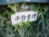 All houses have a nameplate outside.  This one says "Hirano Yoshiyuki," my host father's name.