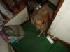 Nene, our family's golden retriever, forever pestered me while I was trying to walk around, eat dinner, go up or down stairs, or do most anything else.